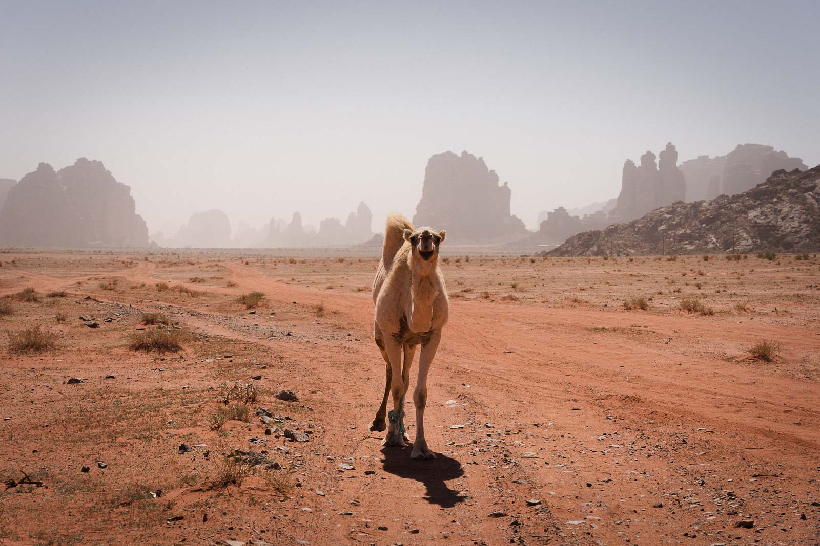 Ein Dromedar in der Hisma Wüstze in Saudi-Arabien